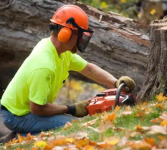 tree services Lee's Summit